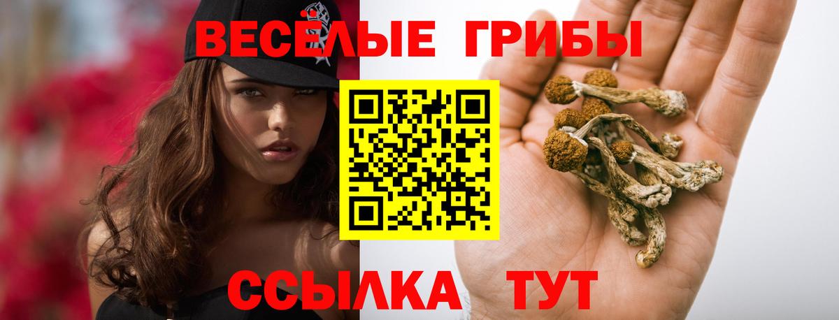Галлюциногенные грибы Psilocybine cubensis Кировск